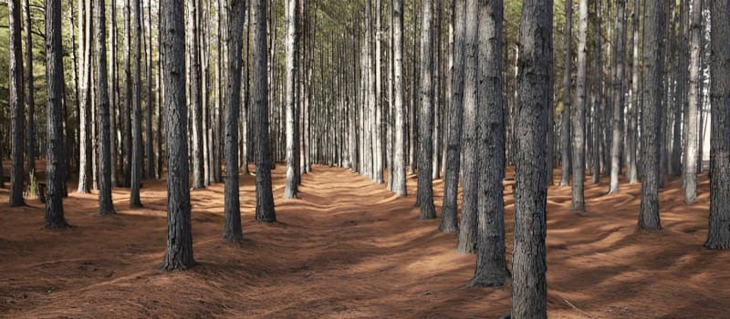 white pine plantation investments