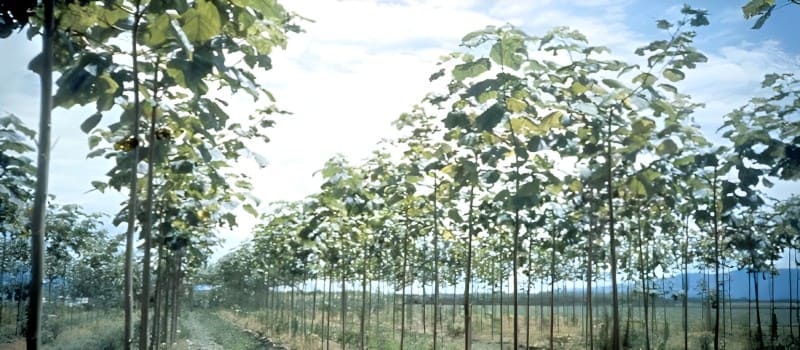 fast growing paulownia tree plantations