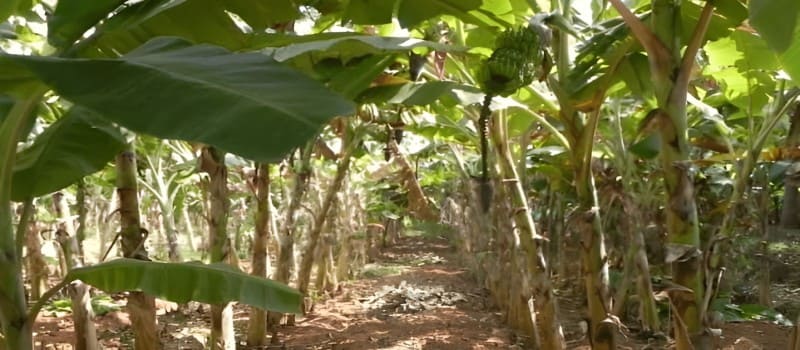 pinvest in a fruitwood plantation