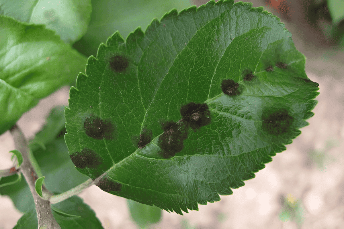 the fear of all orchardists, apple scab