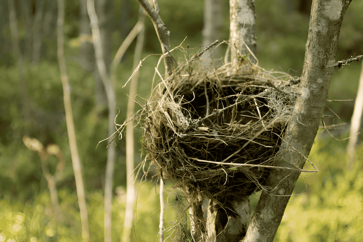 in the crook of a tree birdnest