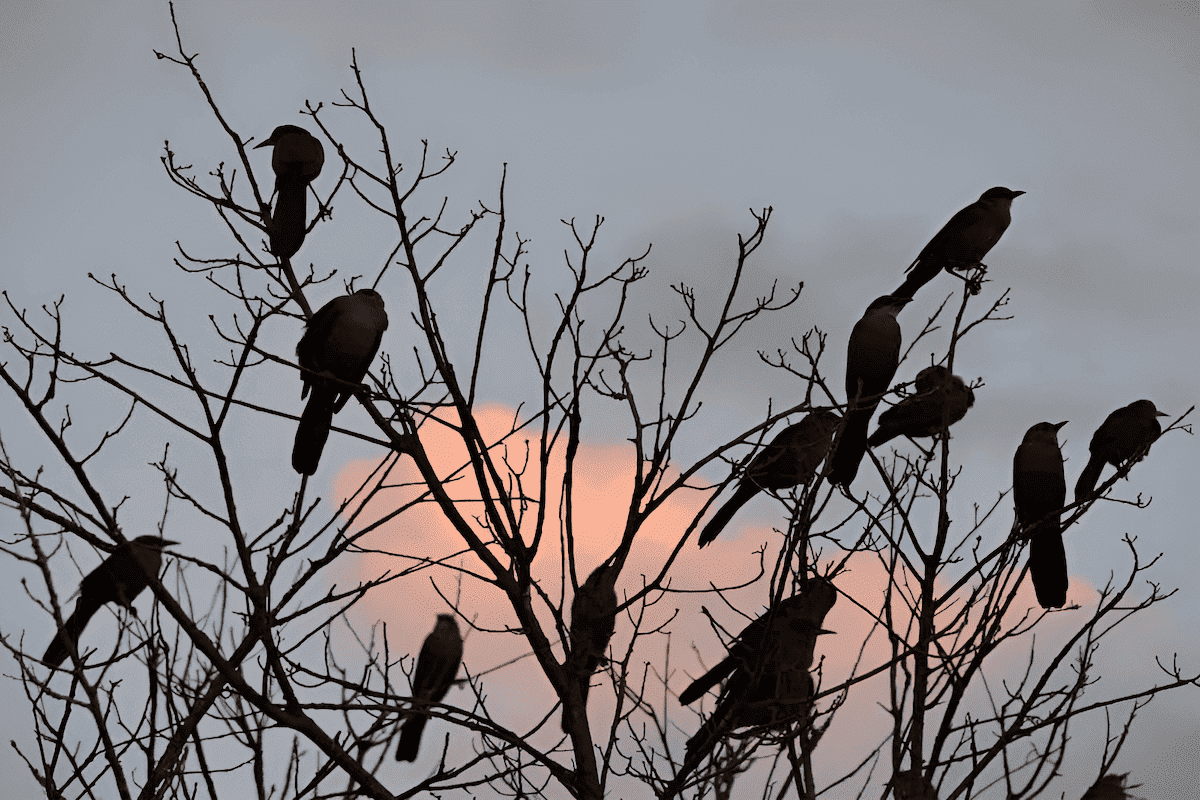 bird trees and avian habitats