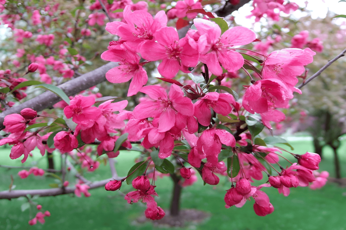 chinese flowering crabapple flowers