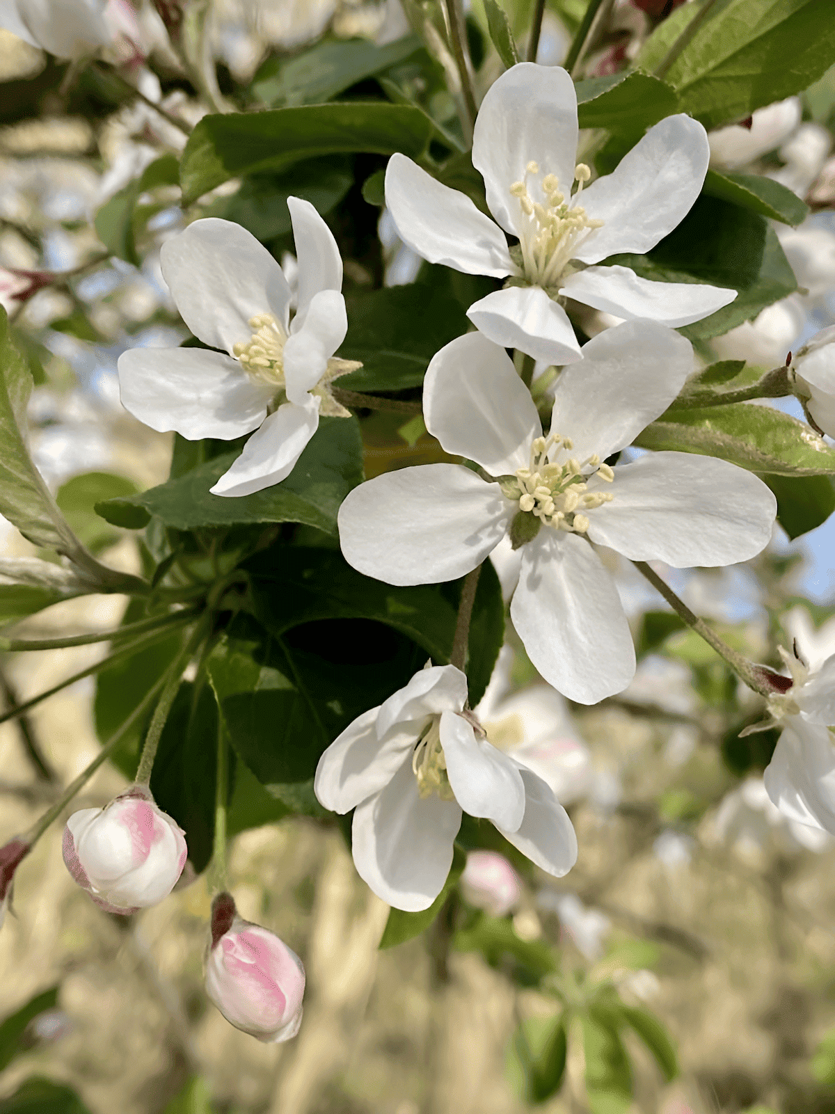 cold climate siberian crabapple