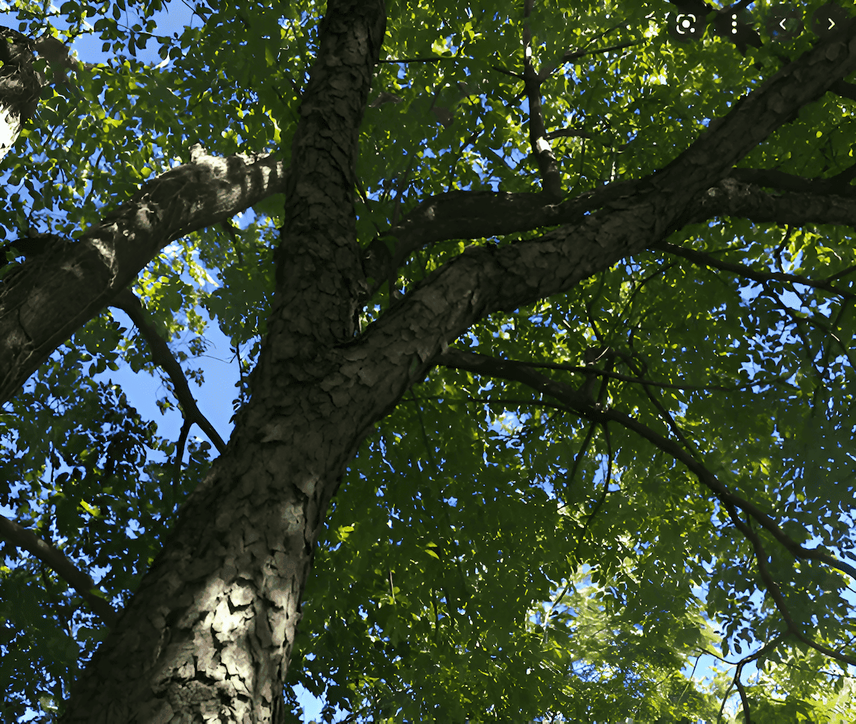 ntall black cherry tree growing in the forest