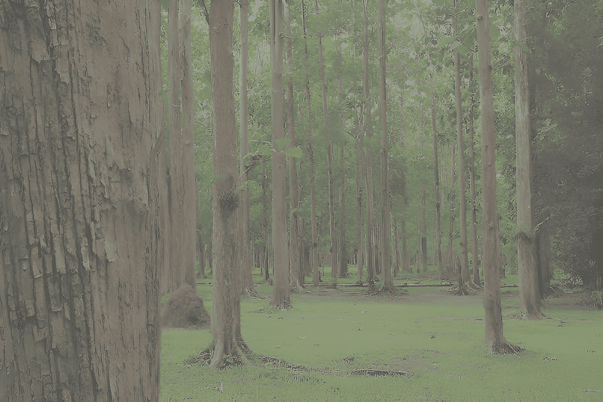 the teak tree's extensive root systems contribute to soil stabilization and erosion prevention, making teak trees an effective in combatting deforestation