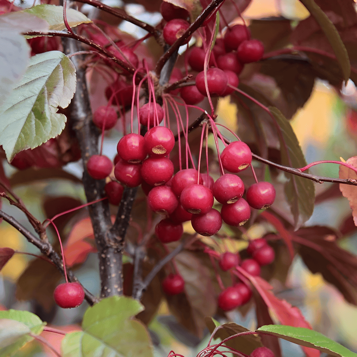 japanese crabapple