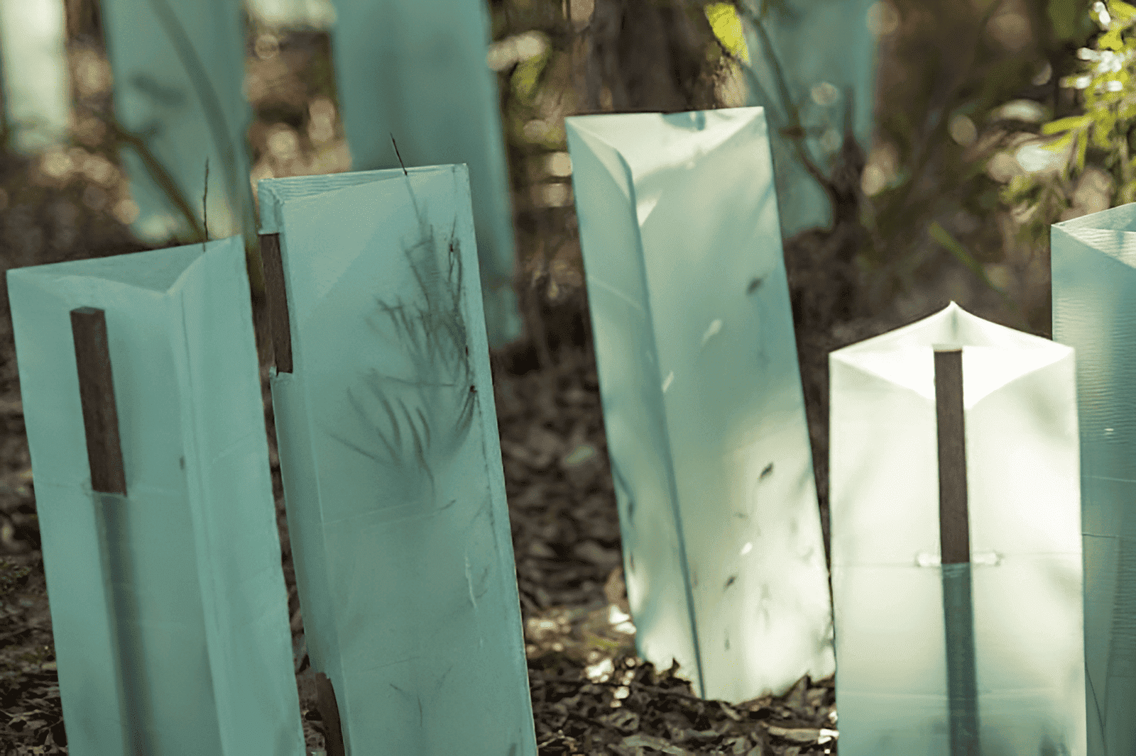 different types of tree guards used to protect forests and landscape trees